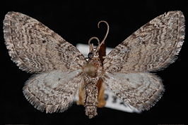 Eupithecia pseudotsugata