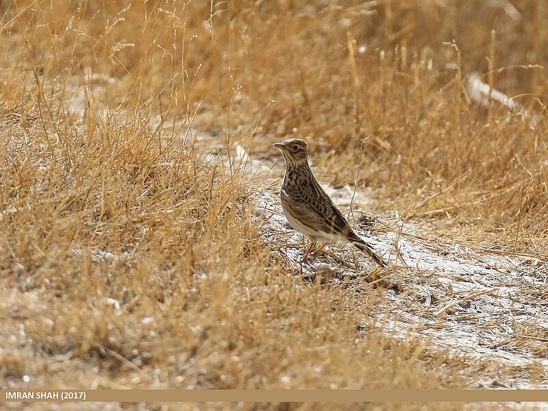 File:Eurasian Skylark (Alauda arvensis) (43172673974).jpg