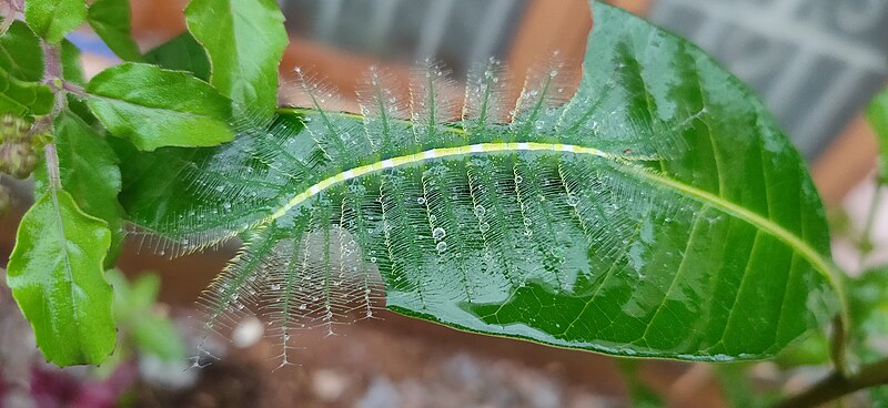 പ്രമാണം:Euthalia aconthea caterpillar.jpg