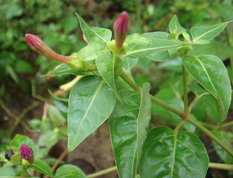 File:Evening primrose.jpg