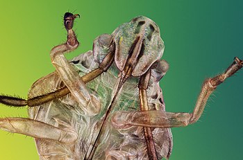 Exoskeleton of a bug larva.jpg