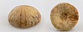 * Nomination Fossil of sea urchin (Holectypus depressus), Degré, France --Poco a poco 14:27, 27 February 2022 (UTC) * Promotion  Support Good quality. --Rjcastillo 14:54, 27 February 2022 (UTC)