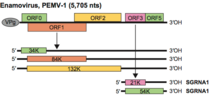 PEMV-1 genomkart