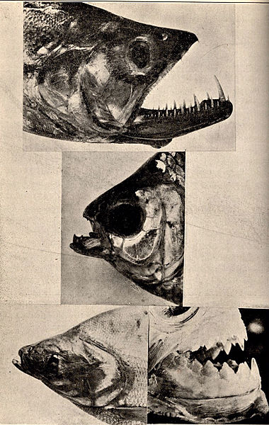 File:FMIB 52291 Adaptive Radiation in the Characinide The central figure of Atygnax bimaculatus with notched teeth probably represents the more.jpeg