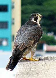 foto di un rapace