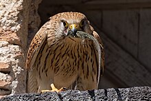 Femelle à son aire avec un lézard, Auvergne.