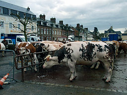 Fauville-en-Caux foire animaux de boucherie.jpg