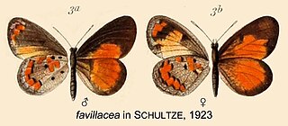 <i>Mimeresia favillacea</i> Species of butterfly