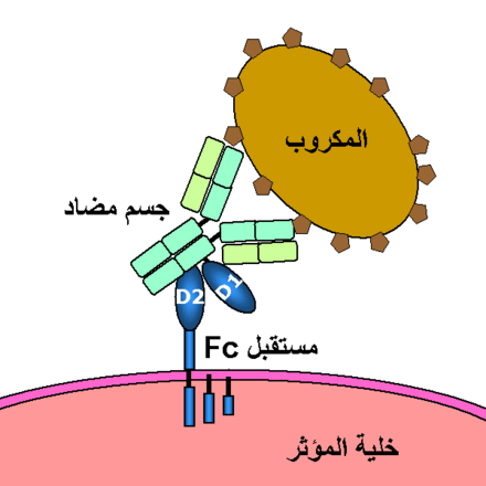 مولد الضد هو بروتين ومواد كيميائية غريبة تهاجم الجسم