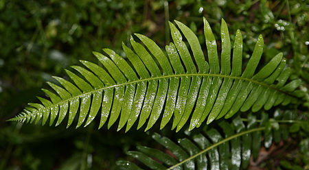 ไฟล์:Fern.jpg