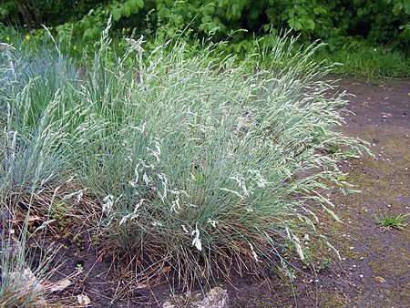 Festuca glauca