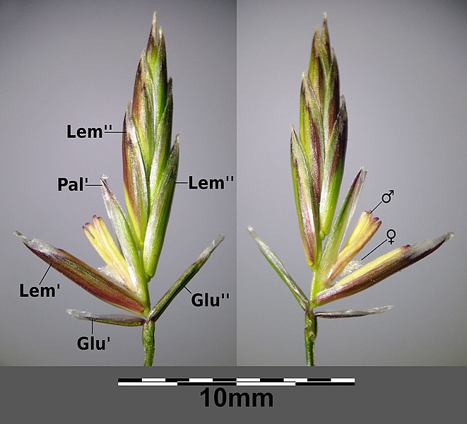 File:Festuca pratensis s. str. sl25.jpg