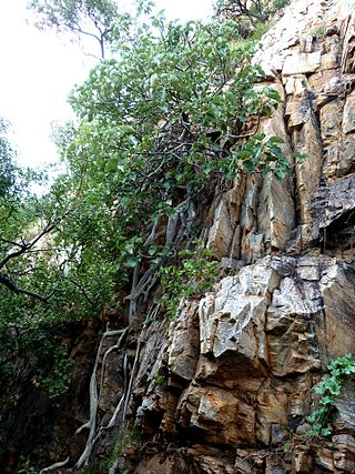 <i>Ficus abutilifolia</i> African fig species known as the large-leaved rock fig