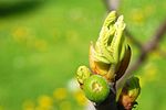 Thumbnail for File:Ficus bud.JPG