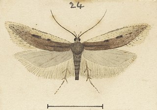 <i>Kiwaia aerobatis</i> Species of moth