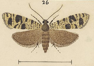 <i>Mallobathra petrodoxa</i> Species of moth