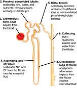 Diagram showing the structure. And function of a nephron