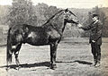 Jaakko Tt 118, a founding stallion