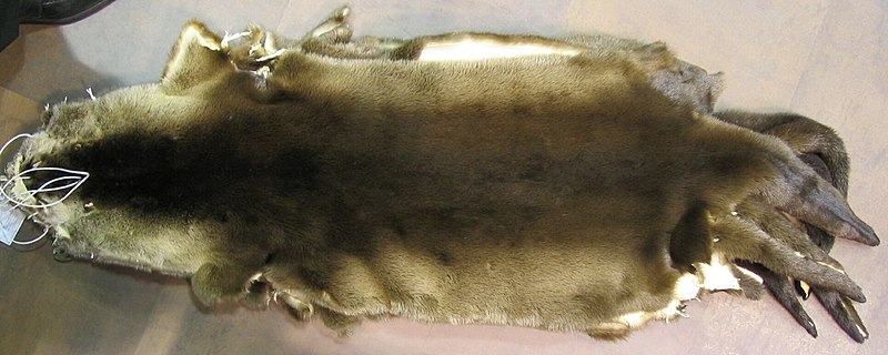 File:Fish otter fur-skins.jpg