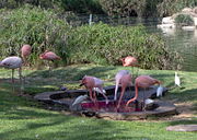 طيور الفلامينغو او النحام الوردي في الحديقة الكتابية