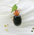 Kumbang pinjal dari India