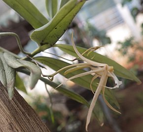 Descrizione dell'immagine Flower Angraecum angustum (Rolfe) Summerh.jpg.