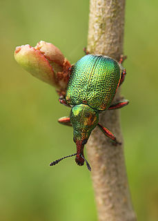 <span class="mw-page-title-main">Rhynchitidae</span> Family of beetles