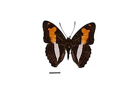 Adelpha thesprotia