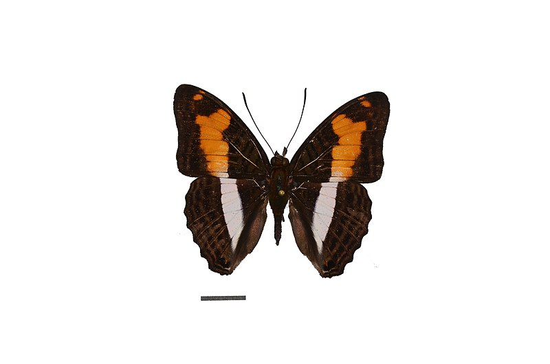 File:Flickr - ggallice - Adelpha thesprotia (1).jpg