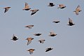 Flock Bronzewing (Phaps histrionica) (8079577417).jpg