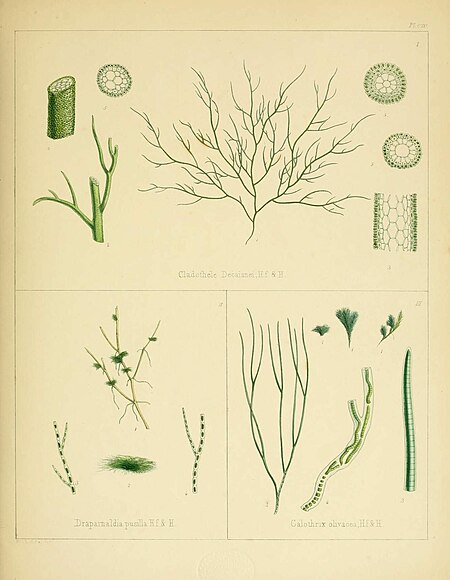 alt=Plate CXC; Made up of three smaller images of various species of Chlorophyta. Fig I: Cladothele Decaisnei H.f. & H.; Fig II: Drapanaldia pusilla H.f. & H.; Fig III: Calothrix olivacea H.f. & H.; Fitch del. et lith.