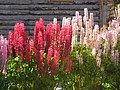 Flores de lupino (Ushuaia).jpg
