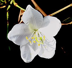 Bauhinia acuminata (Fabaceae)