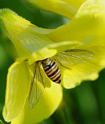 Episyrphus balteatus (Syrphidae)