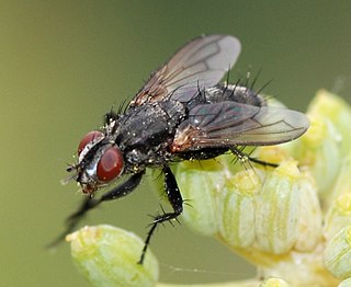 <span class="mw-page-title-main">Rhinophoridae</span> Family of flies