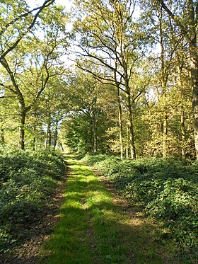 Immagine illustrativa dell'articolo Foresta di Flines-lès-Mortagne