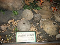 Mississippian culture pottery from the Fort Walton site FortWaltonPottery1.jpg