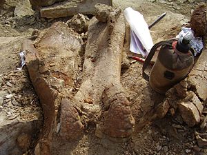 Paleontologie: Přehled, Dějiny oboru, Významní paleontologové