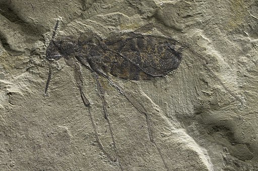 Fossil-flea-292224-large
