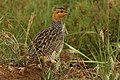 Male in Tarangire NP