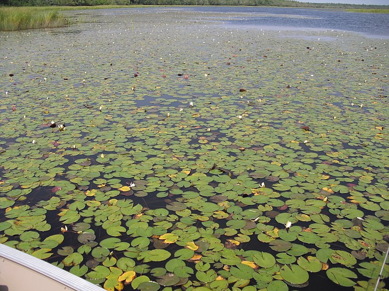 File:French Lake New Brunswick (8457162113).jpg