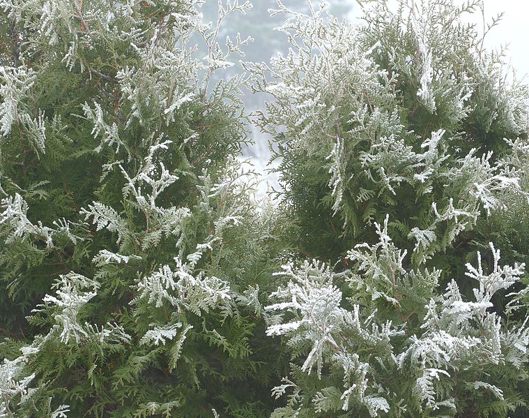File:Frost on white cedar in fog 2.jpg