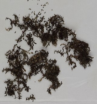 <i>Frullania hattorii</i> Species of liverwort