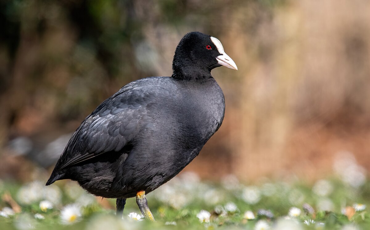 Eurasian coot -