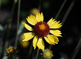 Gaillardia aristata (Asteraceae) Common Gaillardia