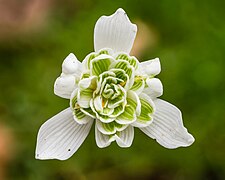 Galanthus nivalis double-flowered Snowdrop.