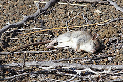 Galapagos-rice-rat-floreana.jpg