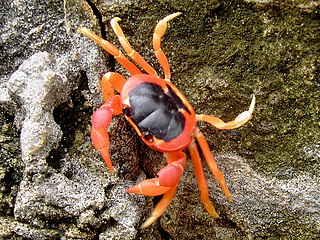 <i>Gecarcinus lateralis</i> Species of crustacean