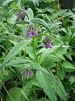 Felles Comfrey01.jpg