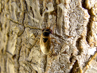 <i>Geocoris megacephalus</i> Species of big-eyed bug